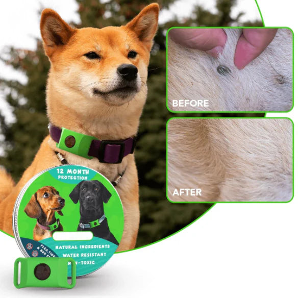 ⏰Last Day 72% OFF-🐕🐈12 Months Flea and Tick Free