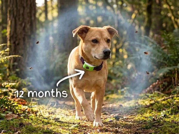 ⏰Last Day 72% OFF-🐕🐈12 Months Flea and Tick Free