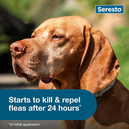 Summer Sale Seresto Flea and Tick Collar for Cats and Dogs Treatment & Prevention, Vet-Recommend, 8 Month Protection